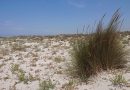 Dune Capo Feto , Mazara del Vallo