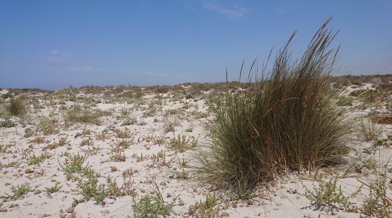 Dune Capo Feto , Mazara del Vallo