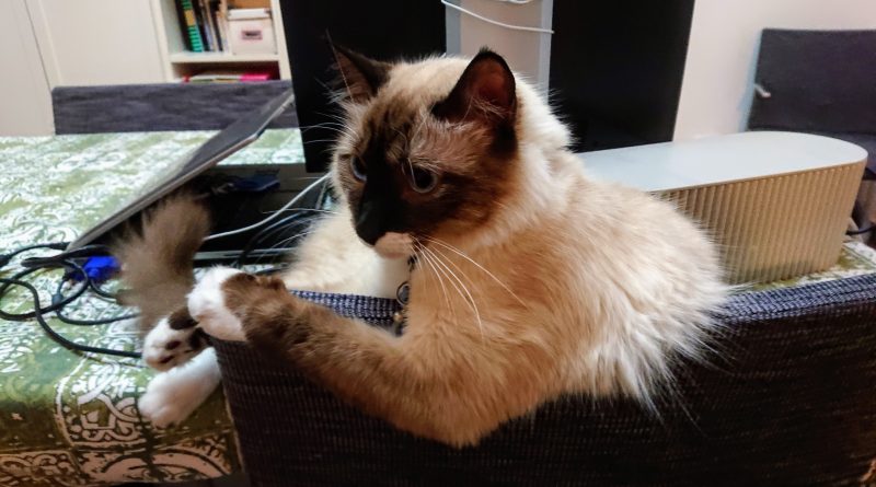 gatto camionista
